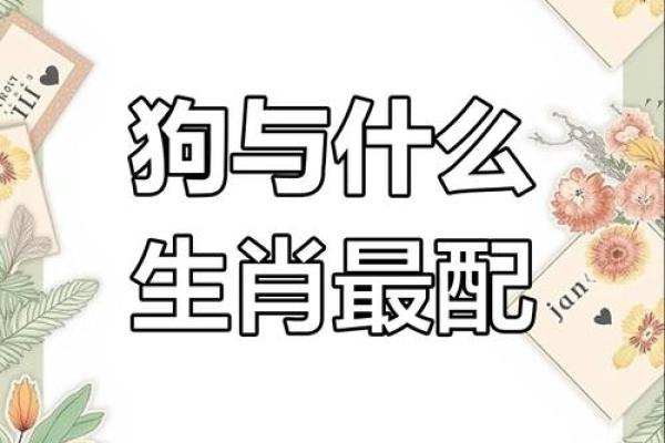 双双一对家和兴打一生肖的谜底是什么？求完整解析和生肖文化背景介绍