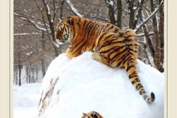起居无时是指哪个生肖，它的生活习性有什么特别之处需要了解？