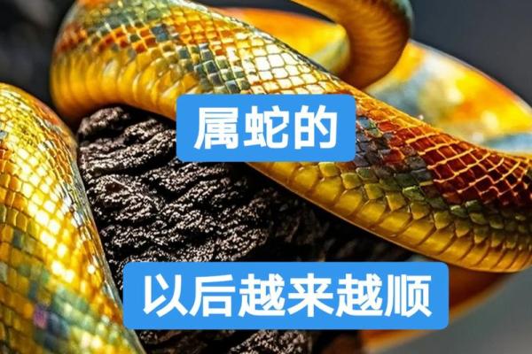 1965年属蛇的最佳配偶