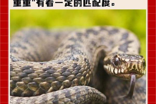 抠心挖胆着个成语具体指的是哪一个生肖动物呢？