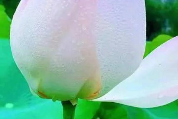 出水芙蓉打一生肖最佳答案是什么？完整解析与生肖文化内涵