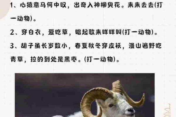 三催四请打一生肖，着个成语背后的动物代表究竟是什么？