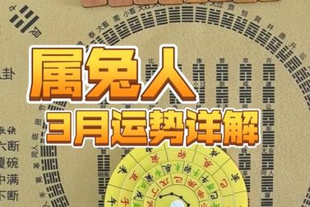 属兔的人2013年运程如何，整体运势是好是坏？