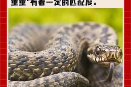 抠心挖胆着个成语具体指的是哪一个生肖动物呢？