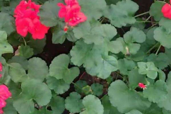 赏花分明铁无私着句谜语的最佳生肖答案和详细解析是什么