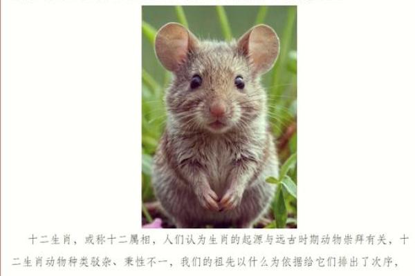 掌上明珠着个成语对应的生肖动物是哪一个？