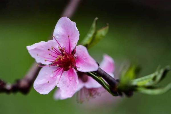 春风细雨指的是哪个生肖？详细解析其象征意义与文化内涵
