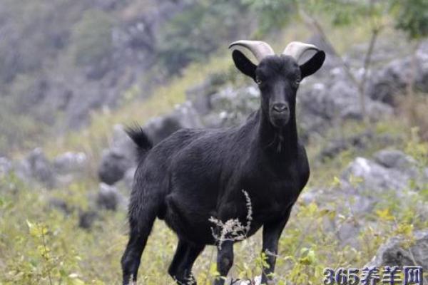班师振旅着个成语在十二生肖中对应哪个动物最贴切？