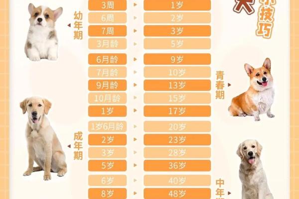 属狗的人今年多少岁，不同年份出生年龄对照表