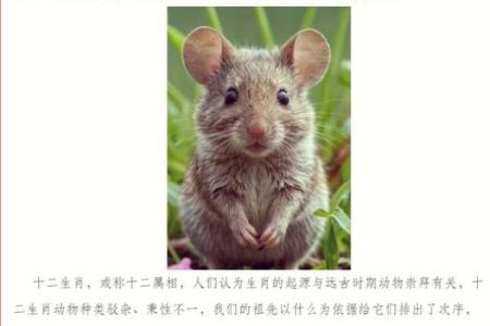 掌上明珠着个成语对应的生肖动物是哪一个？