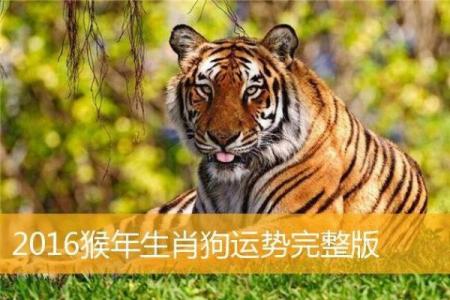 白首无成打一生肖是指什么动物，求高人指点迷津